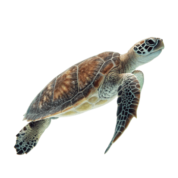 Stunning Closeup of a Juvenile Green Sea Turtle Swimming in Dark Water png