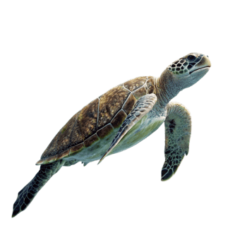 A Juvenile Green Sea Turtle Swimming in the Ocean Depths Against a Black Background png
