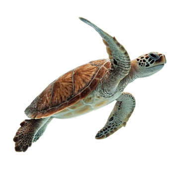 A Stunning Closeup of a Juvenile Green Sea Turtle Swimming in Dark Waters png