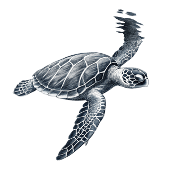 A Stunning Black and White Illustration of a Sea Turtle Gracefully Swimming png