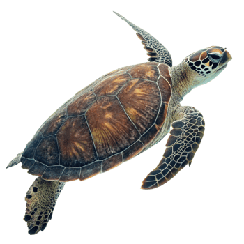 Stunning Image of a Hawksbill Sea Turtle Swimming in Dark Water png