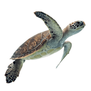 Juvenile Green Sea Turtle Swimming the Ocean Depth png