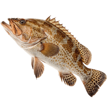 Closeup of a Spotted Grunt Fish Against a Black Background png