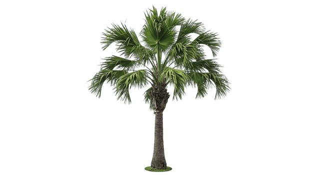 Palm Tree Transparent Background png