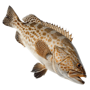 Closeup of a Spotted Grunt Fish on Black Background Aquatic Animal png