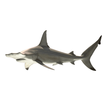 A Stunning Image of a Great Hammerhead Shark Swimming in the Ocean png