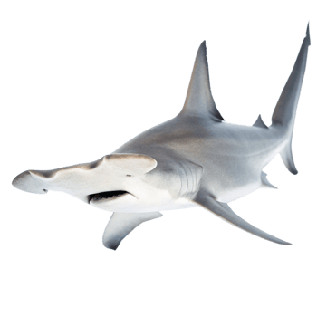 A Stunning Closeup of a Great Hammerhead Shark Against a Black Background png