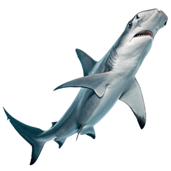 A Majestic Hammerhead Shark Swimming in the Ocean Depths png