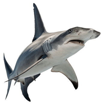 Powerful Hammerhead Shark Swimming in Dark Ocean Waters png
