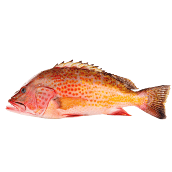 Closeup of a vibrant red and orange fish on a black background png