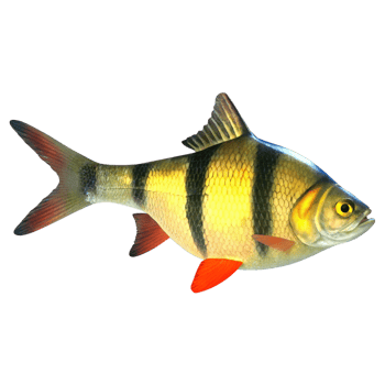 Striped Freshwater Fish Detailed View Vibrant Yellow and Black Body Red Fins Aquatic Animal png