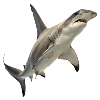 Magnificent Great Hammerhead Shark in MidAir Pose Against Black Background png