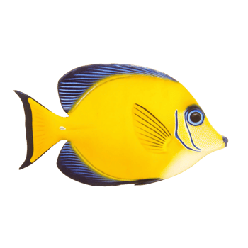 Magnificent Yellow Tang Fish with Striking Blue Accents Isolated on Black Background png