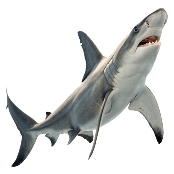 A Majestic Grey Shark Swimming in the Ocean Depths a Close Up View of a Shark png