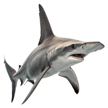 A Stunning Closeup of a Grey Hammerhead Shark Against a Black Background png