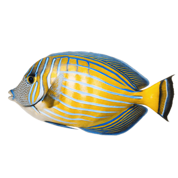 Striped Angelfish Vibrant Yellow and Blue Tropical Fish Underwater Scene png