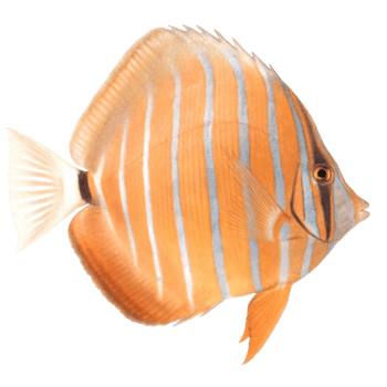 Striped Angelfish Detailed Profile Stunning Orange and White Fish png