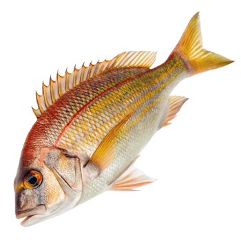 Closeup of a vibrant red and gold fish with detailed fins and scales png