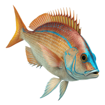 Stunning Image of a Vividly Colored Fish with Orange Fins and Teal Accents png