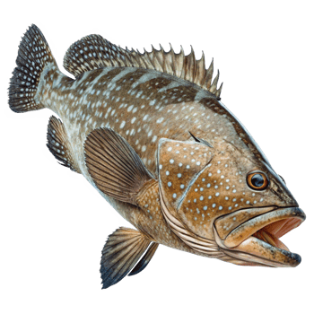 Closeup of a Spotted Grouper Fish with Open Mouth Showing Teeth and Fins png