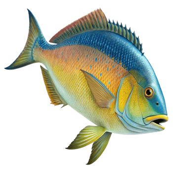 Strikingly Beautiful Rainbow Runner Fish Vivid Colors Ocean Wildlife png