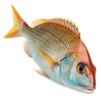 A Vivid Closeup of a Stunning Red Snapper Fish with Vibrant Colors and Intricate Scales png