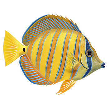 Striped Angelfish Vibrant Yellow Blue Orange Marine Tropical Fish Underwater Wildlife png