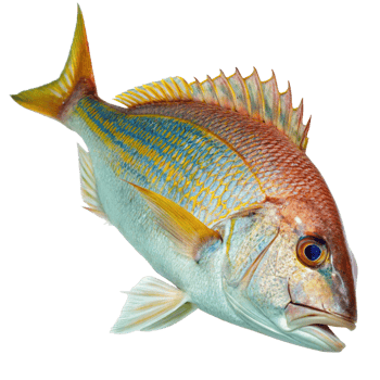 A Stunning Closeup of a YellowandRed Snapper Fish with Vibrant Colors and Intricate Details png