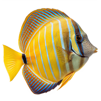 Vibrant Yellow and Blue Fish Detailed Close Up Image with Striking Patterns png