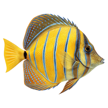 Striking Yellow and Blue Fish with Vertical Stripes Beautiful Tropical Marine Life png