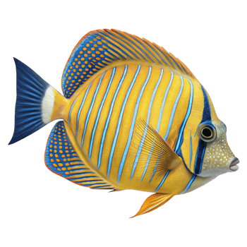 Stunning Yellow and Blue Fish Detailed Illustration Vibrant Colors Tropical Marine Life png