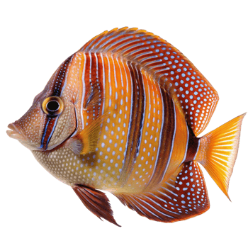 Stunning vibrant Red Sea pygmy angelfish isolated on black background png