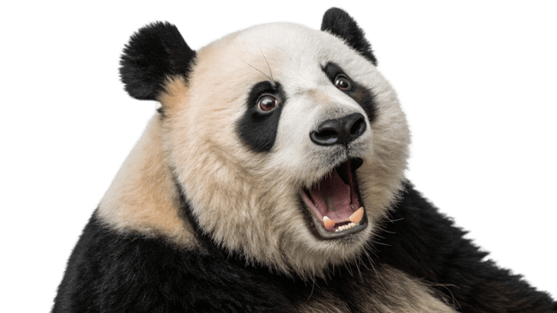 A panda bear with its mouth open png