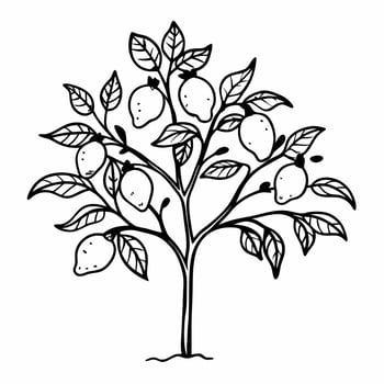 Vibrant Lemon Tree Line Art Illustration Featuring Abundant Fruit and Detailed Leaves vector