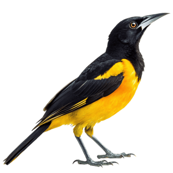 Spectacular Closeup of a Montezuma Oropendola Bird Against a Black Background png