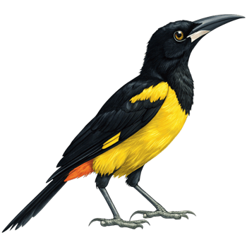 A Detailed Illustration of a Montezuma Oropendola Bird with Black and Yellow Plumage png