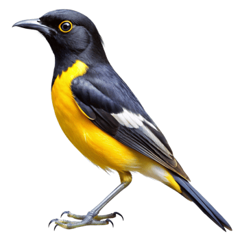 Spectacular Yellow and Black Bird with Striking Features png