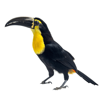 A Stunning Closeup of a Collared Aracari Toucan Bird Against a Black Background png