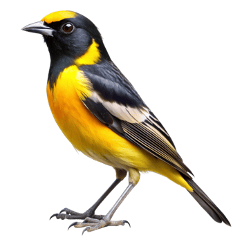 Spectacular Closeup of a Vibrant Yellow and Black Bird Against a Black Background png