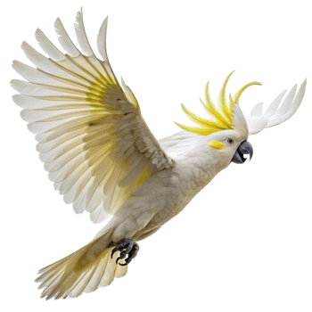 Majestic Sulphurcrested Cockatoo in Flight Against Black Background A Stunning Avian Portrait png
