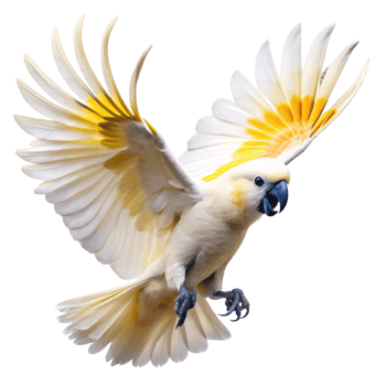 Majestic SulphurCrested Cockatoo in Flight Wings Spread Wide Showing Yellow Crest and White Feathers png