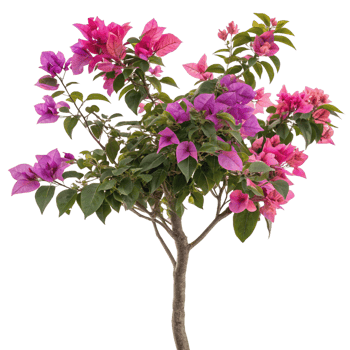 Vibrant Bougainvillea Plant with Pink and Purple Flowers in Full Bloom png
