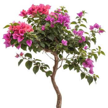 Vibrant Bougainvillea Bonsai Tree with Pink and Purple Flowers png