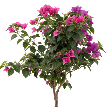 Vibrant Pink and Purple Bougainvillea Bush in Full Bloom A Stunning Display of Tropical Flowers png