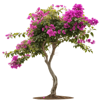 Stunning Pink Bougainvillea Tree Isolated on Black Background a vibrant flowering plant png