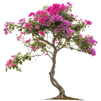 Stunning Bonsai Tree with Vibrant Pink and Purple Bougainvillea Flowers in Full Bloom png