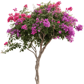 Stunning Bougainvillea Tree with Vibrant Pink and Purple Flowers in Full Bloom png