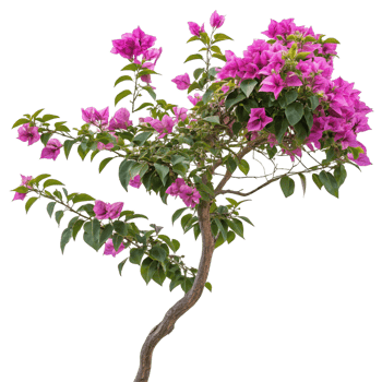Stunning Pink Bougainvillea Bush Isolated on Black Background A Vibrant Display of Tropical Flowers png