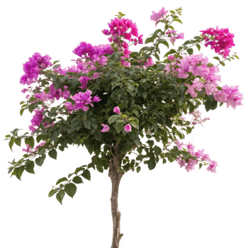 Vibrant Pink Bougainvillea Bush in Full Bloom A Stunning Display of Tropical Flowers png