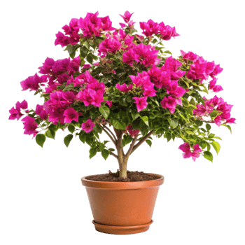Vibrant Pink Bougainvillea Plant in a Terracotta Pot Beautiful Flowering Houseplant png
